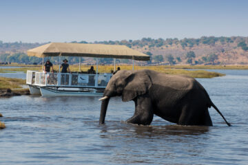 Chobe Day Trip