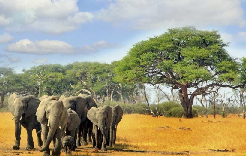 6-Day Victoria Falls, Chobe & Hwange National Park Tour