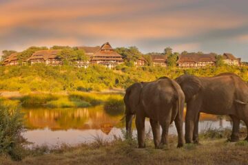 Elephant Encounter