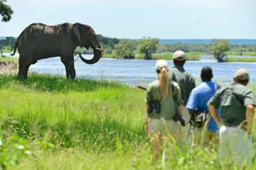 Walking Safari