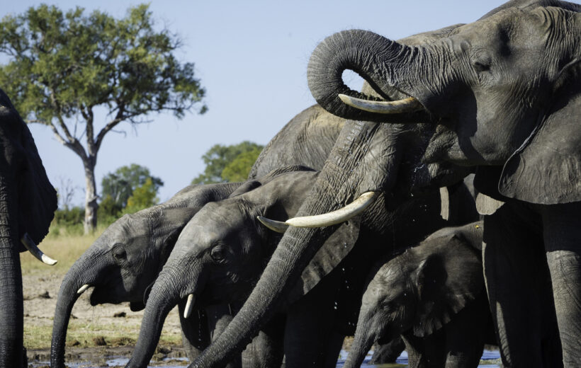 1-Day Hwange National Park Day Tour