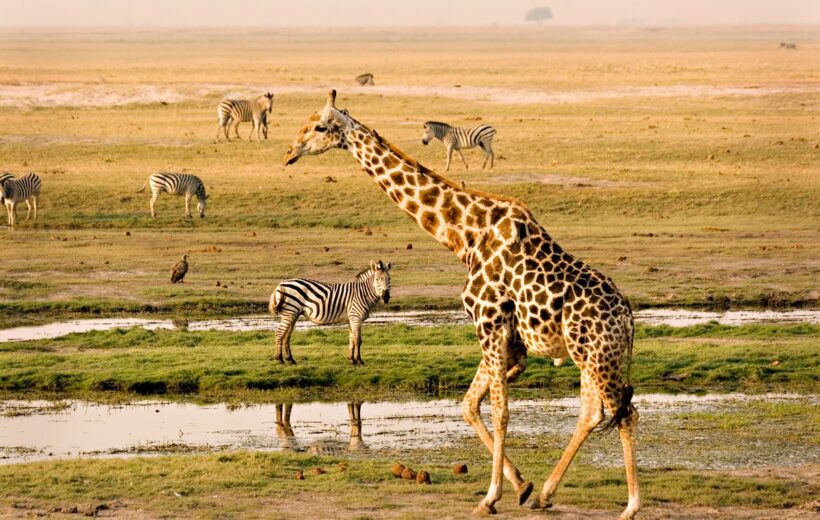 4-Day Victoria Falls and Chobe National Park Budget Tour