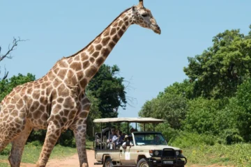 Zambezi Game Drive